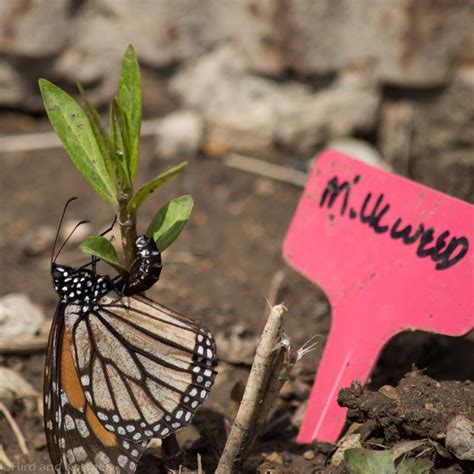 pollinator and wildlife habitat monarch reproduction