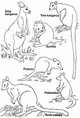 Animals Australian Coloring Animal Pages Printable Australia Templates Colouring Template Native Kids Wallaby Kangaroo Drawing Australien Tiere Rock Result Printables sketch template
