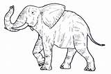 Wild Coloring Pages Animal Elephant Kids sketch template