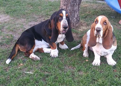 Basset Hound Puppies For Sale Pilot Rock Or 262364