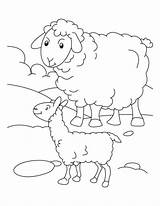 Coloring Sheep Lamb Pages Baby Outline Kids Preschool Print Mother Printable Drawing Clipart Sheets Clip Color Bighorn Its Getcolorings Everfreecoloring sketch template