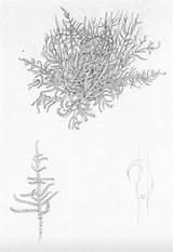 Moss Mosses Botanical Hypnum Rough Illustrations Heath Plait Lizzie Harper Lizzieharper sketch template