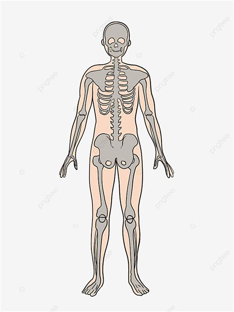 gambar struktur tubuh manusia clipart manusia struktur tubuh manusia tubuh manusia png