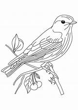 Coloring Pages Finch Yellow Print Kids Color sketch template