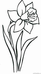 Tulipe Colorier Narcisos Ausmalen Blumen Daffodil Jonquilles Seidenmalerei Printemps épinglé Osterglocke Daffodils Narzisse Malen Malvorlage Schritt Ostern Fensterbilder Skizzen Applikationen sketch template