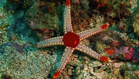 ways starfish adapt   environment sciencing