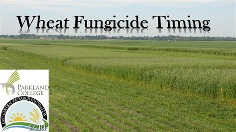 Wheat Fungicide Timing Youtube