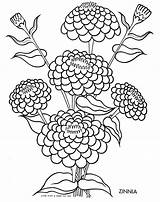 Coloring Zinnia Flower Pages Drawing Color Flowers Tulip Silhouette Printable Clipart Getdrawings Getcolorings Three Bears Visit Book sketch template