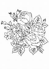 Coloring Flower Roses Beautiful Rose Pages Printable A4 Flowers Worksheets Color Parentune sketch template