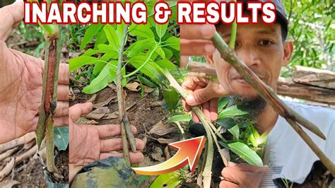 inarching mango tree result high percentage success rate