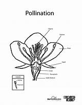 Pollination Coloring Designlooter Bud Pdf 43kb 1200px sketch template