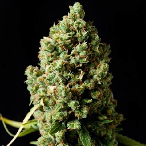 pineapple express autoflowering seeds pineapple express seed for sale