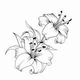 Lily Lilies Drawing Flower Drawings Vector Flowers Pencil Background Blooming Sketches Buds Watercolor Leaves Tattoo Easy Isolated Card Illustration Choose sketch template