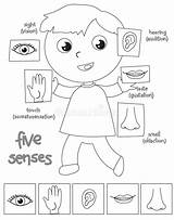 Senses Five Boy Coloring Illustration Vector Touch sketch template