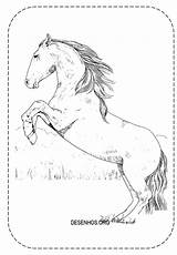 Cavalos Realistas Cavalo Realista sketch template