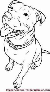 Pitbull Perros Calcar Paperblog Coloring Dibujos Sentados Perritos Sentado Talent Cloudshareinfo Staffy Terriers Stratford Dibujando sketch template