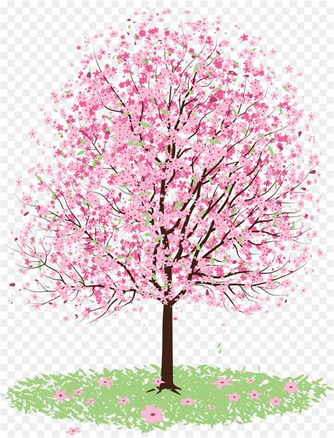 cherry blossom tree drawing cherry blossom  transprent png   pink
