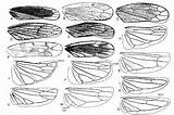 Leafhopper Wings Cicadellidae sketch template