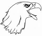 Bald Calva Aguila Cabeza águila sketch template
