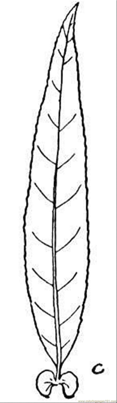 coloring pages willow  natural world trees  printable