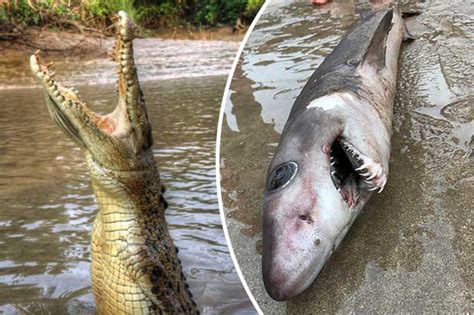 shark attack rare crocodile shark discovered on uk