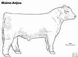 Coloring Pages Cattle Beef Cow Anjou Angus Maine Breed Template Printable Pdf Drawing Sheets Archive Visit sketch template