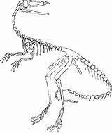 Coloring Pages Jurassic Park Dinosaur Skeleton Raptor Bones Rex Fossil Printable Drawing Clipart Dinosaurs Getcolorings Colori Paintingvalley Webstockreview Divyajanani sketch template