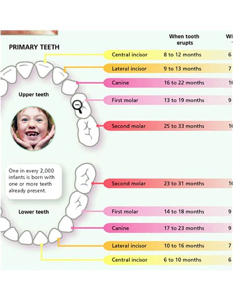 printable teeth chart   baby mous syusa
