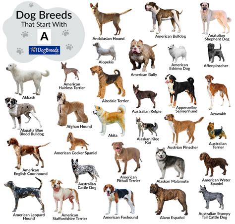 list  dog breeds  start