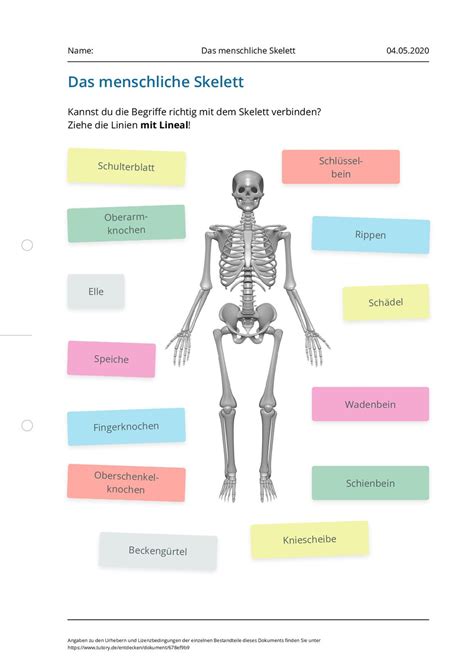arbeitsblatt das menschliche skelett tutoryde