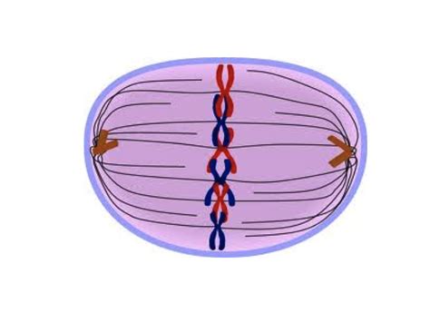 quia mitosis pictures