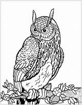 Hibou Disegni Coloring Gufi Hiboux Owls Adulti Gufo Coloriages Eulen Branche Malbuch Erwachsene Eule Arbre Joli Duc Justcolor Horned Branch sketch template