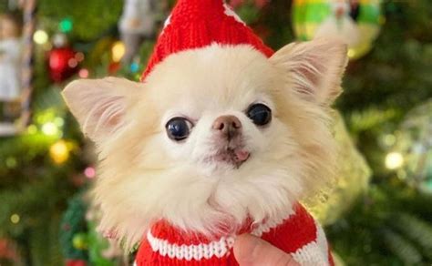 el perrito navideno mas tierno te encantaran sus outfits