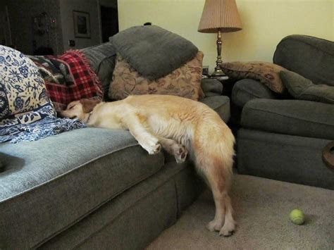 dogs  managed  fall asleep  hilariously awkward positions