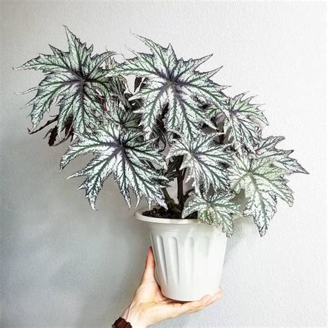 hand holding  potted plant  front   white wall