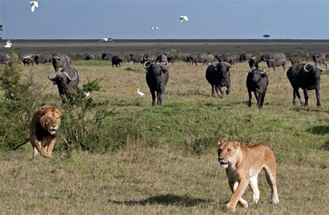 A Terrified Lion Being Chased By A Herd Of Buffalo Mirror Online