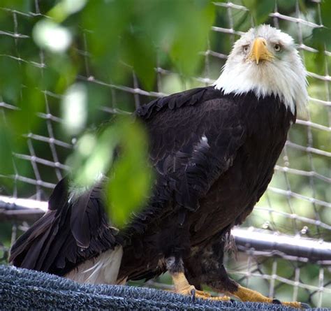 Bald Eagle Facts Food Size Nests Speed And More To Know About The Birds