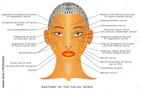 anatomy   facial nerve  mandibular nerve   nerves