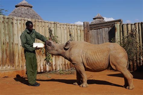 saving vulnerable black rhinos  impact save  rhino