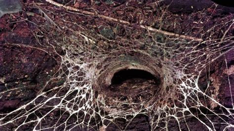 spider   funnel shaped web    kill