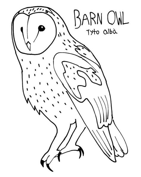 barred owl coloring page coloring pages