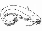 Catfish Flathead Mustache Colouring Malvorlage Tail sketch template