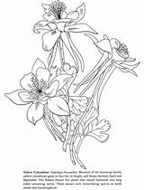 Columbine Flower Coloring Columbines Colorado Drawing Blue Spring Musings Inkspired Dover Yellow Books Getdrawings Drawings Courtesy 79kb 760px sketch template