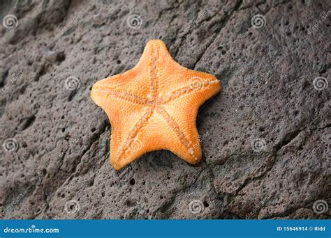 orange starfish stock images image