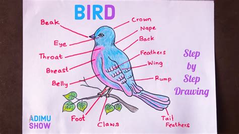 draw  label  bird parts   bird step  step tutorial youtube