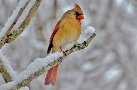female cardinal   snow birds  blooms