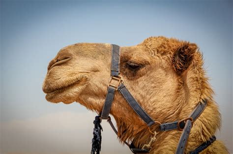 camel face close   photo  pixabay pixabay