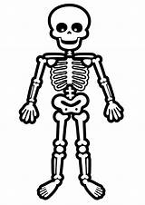 Skeleton Coloring Pages Bones Skeletons Cartoon Bone Halloween Drawing Print Human Esqueleto Standing Para Kids Desenho Humano Dibujo Toddler Color sketch template