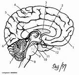 Nervous Labeled Unlabeled Neuron Clipartpanda Vicoms Clipartbest sketch template
