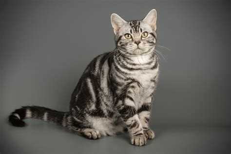 las  razas de gatos mas carinosos animalesmascotas